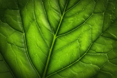 Illustration ribs - Image 1