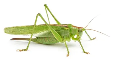 Illustration grasshopper - Image 2