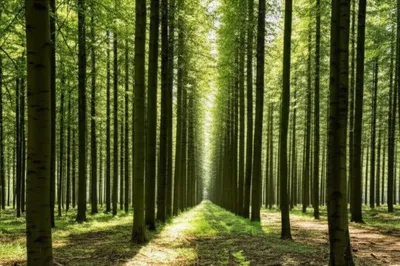 Illustration grove - Image 1