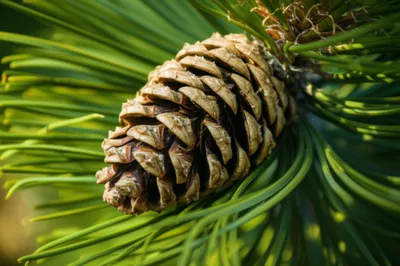 Illustration cones - Image 1