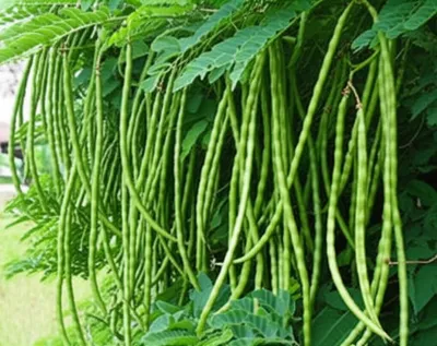 Illustration drumsticks - Image 1