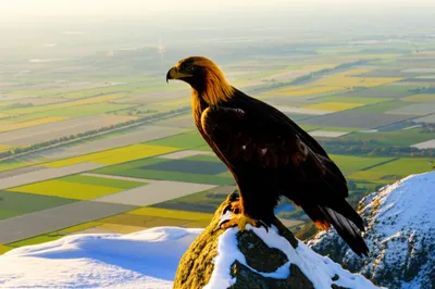 Illustration sovereign - Image 1