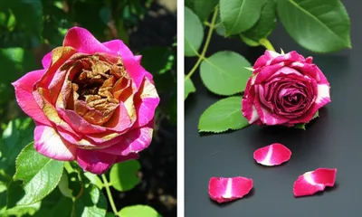 Illustration pairs - Image 1