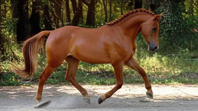 Illustration trot - Image 1