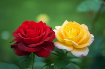 Illustration allogenic - Image 1