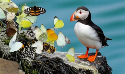 Illustration albatross - Image 1