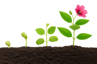 Illustration instalments