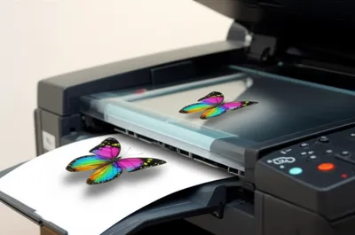 Illustration dupes - Image 1