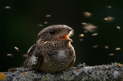 Illustration nighthawk - Image 1