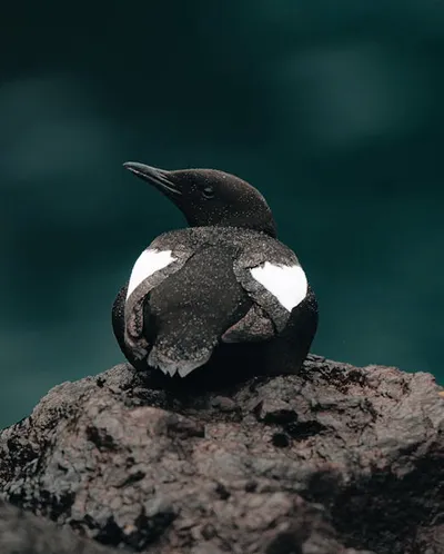 Illustration guillemots - Image 2