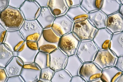 Illustration reservoirs - Image 1