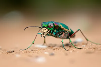 Illustration tigre - Image 1