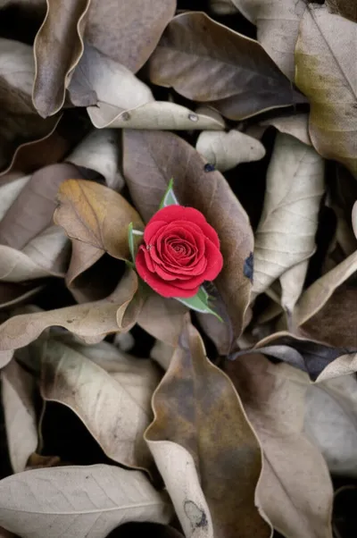 Illustration rare - Image 1