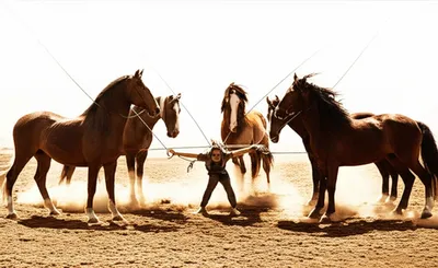 Illustration quartering - Image 1