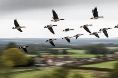 Illustration skein - Image 1