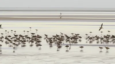 Illustration shorebird