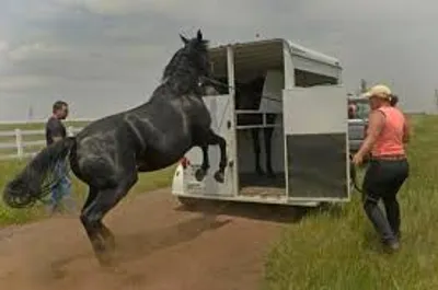 Illustration skittish - Image 2