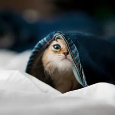 Illustration underneath - Image 3