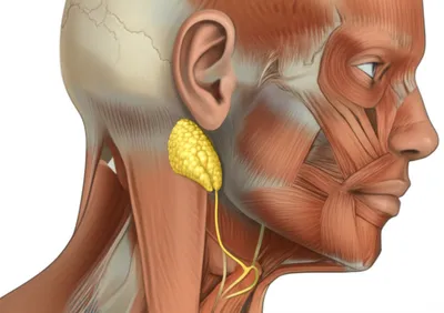 Illustration parotid - Image 1