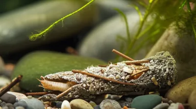 Illustration caddis - Image 1