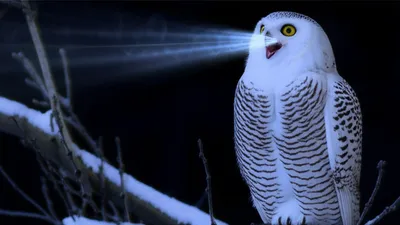 Illustration hoot - Image 1