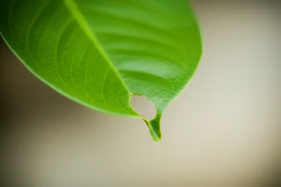 Illustration oblique - Image 1