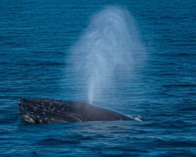 Illustration blowing - Image 1