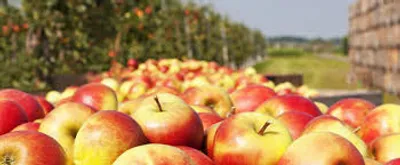 Illustration richness - Image 2