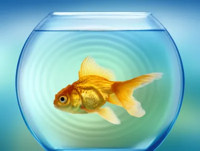 Illustration loop - Image 1