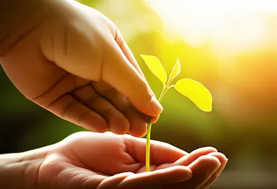 Illustration moulding - Image 1