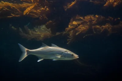 Illustration umbra - Image 1