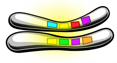 Illustration locus - Image 1