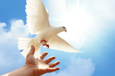 Illustration surrenders - Image 1