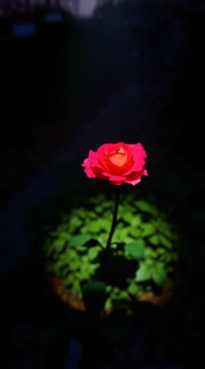 Illustration focused - Image 2