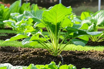 Illustration batten - Image 1