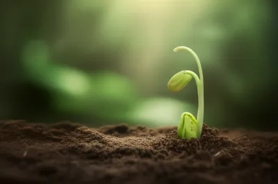 Illustration pippin - Image 1