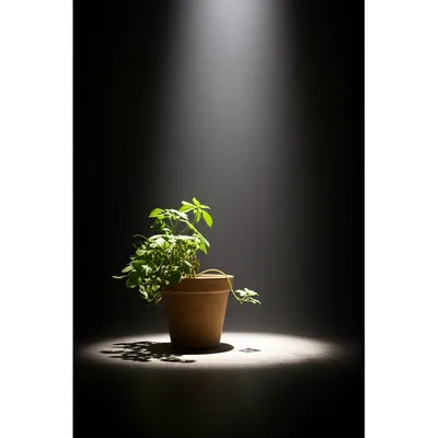 Illustration glaring - Image 1