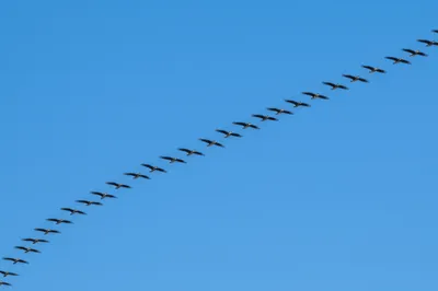 Illustration echelon - Image 1