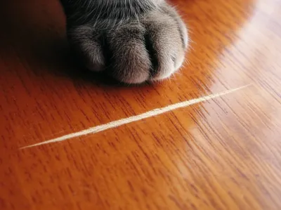 Illustration scratching - Image 1