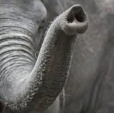 Illustration trunk - Image 3