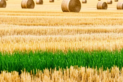 Illustration rowan - Image 1