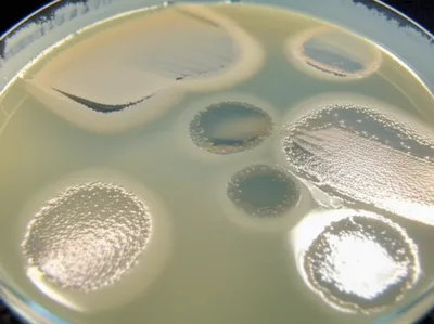 Illustration plaque - Image 1