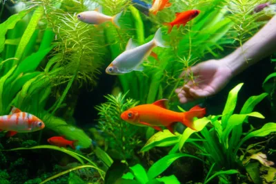 Illustration aquaculture