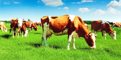 Illustration grasses - Image 1