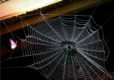 Illustration cobweb - Image 1