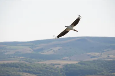 Визуальная иллюстрация слова «soaring» - Парить, взмывать