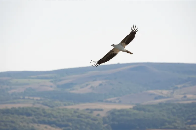 单词"soaring"的视觉插图 - 翱翔， 盘旋上升。
