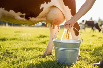 Illustration milks - Image 1