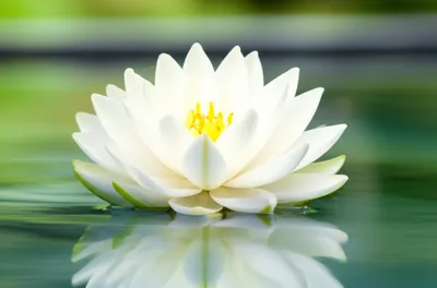 Illustration purer - Image 1