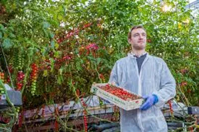 Illustration grower - Image 2